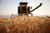 آغاز خرید ۱۴ هزار تن گندم از کشاورزان شرق خراسان رضوی