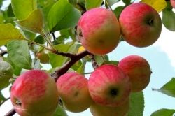 پیش‌بینی برداشت سیب پاییزه به حدود 215000 در استان اصفهان