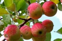 پیش‌بینی برداشت سیب پاییزه به حدود 215000 در استان اصفهان