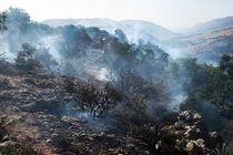 آتش سوزی جنگل های بخش ذلقی الیگودرز پس از 15 ساعت مهار شد