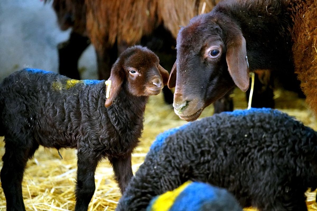 اصلاح نژاد گوسفندان بومی در منطقه خراسان رضوی