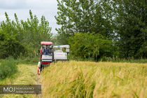 ۸۰ درصد محصول برنج مازندران برداشت شده است