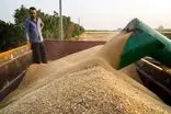 ۹۵۸ هزار تن گندم در خوزستان به صورت تضمینی خرید شده است