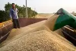 ۹۵۸ هزار تن گندم در خوزستان به صورت تضمینی خرید شده است