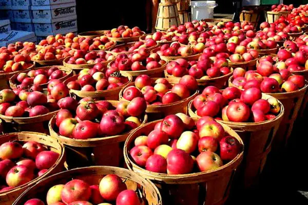 سیب ایرانی به ۲۰ کشور صادر شد/ عراق همچنان رکورددار خرید