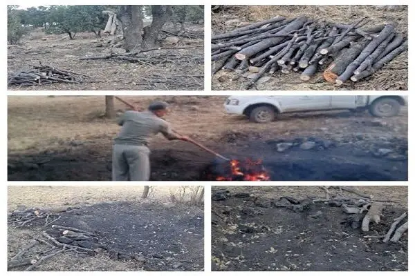 دستگیری متخلفان قطع درختان جنگلی هلن