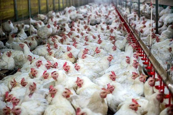 ۶۰ درصد دان مرغداری در بازار سیاه تامین می شود / صادرات گوشت مرغ به عراق و افغانستان زیان دارد