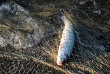فوت مرد ۳۵ ساله در ایوان بر اثر ماهی‌گیری غیراصولی
