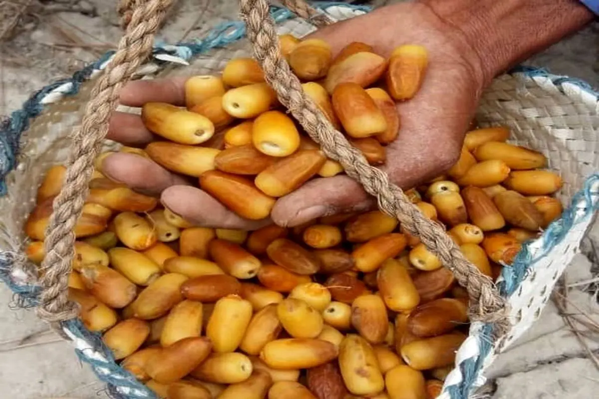 آغاز برداشت رطب آل مهتری از نخلستانهای شمیل بندرعباس؛ پیشبینی تولید بیش از ۲۲۸۰ تن خرما
