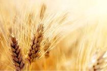 700 تن گندم توسط شبکه تعاون روستایی هرمزگان خریداری شد