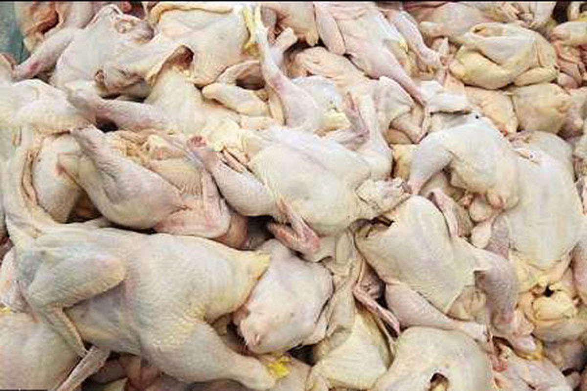 ۴۵۰ تن گوشت مرغ در مازندران توزیع شده است