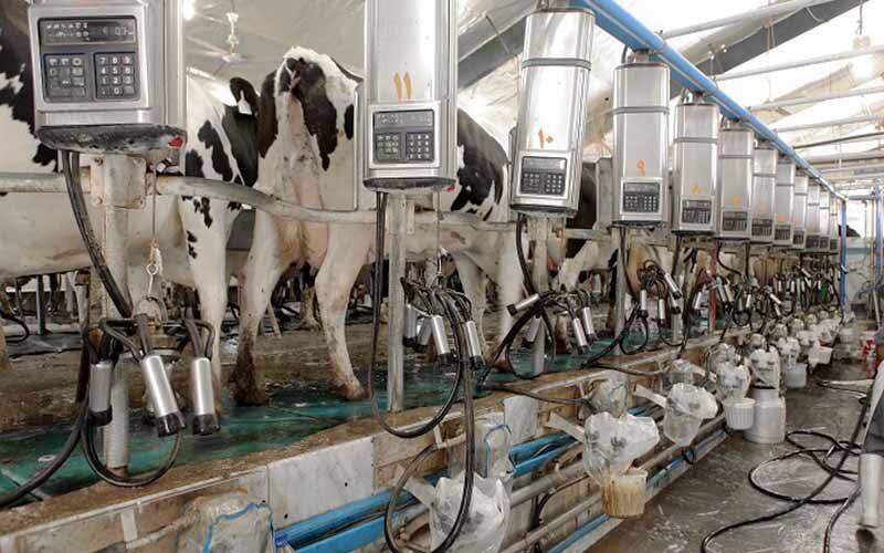 افزایش ۴ درصدی تولید شیر در استان قزوین