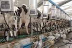افزایش ۴ درصدی تولید شیر در استان قزوین