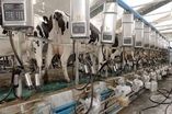 پیش بینی تولید یک میلیون تن شیر خام در استان قزوین
