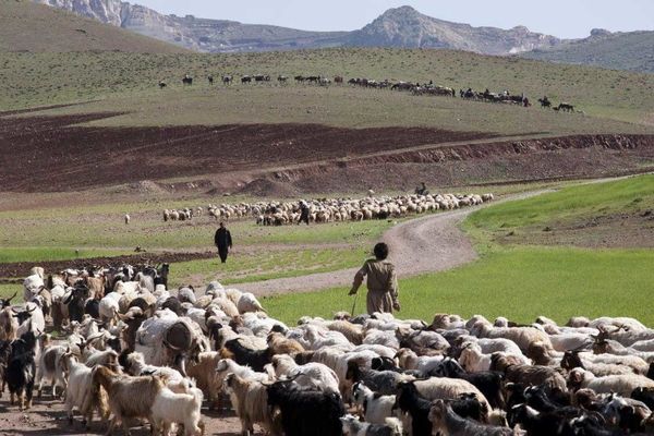 ۶ میلیون راس دام در عشایر کشور تولید خواهد شد