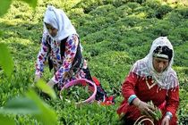 تعامل ایران و ژاپن در حوزه دانش تولید صنعت چای