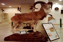 بازدید از موزه تنوع زیستی محیط زیست اصفهان  رایگان است