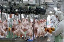 ثبت فرآیند تولید گوشت مرغ در سامانه جامع تجارت الزامی است