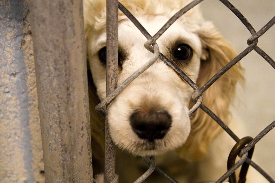 لایحه قانون حمایت از حیوانات در راه مجلس