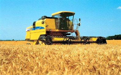 کاهش 65 درصدی تولید گندم در استان اصفهان 