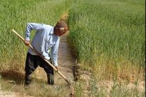 کاشت 7 هزار هکتار گندم در شرق اصفهان