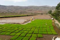 سه هزار و ۶۵۰ هکتار از شالیزارهای استان قزوین به زیر کشت برنج می‌رود