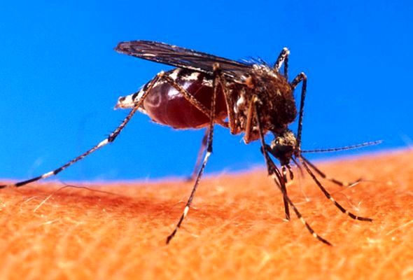 محققان به دنبال داوطلب مبتلا به ویروس زیکا هستند