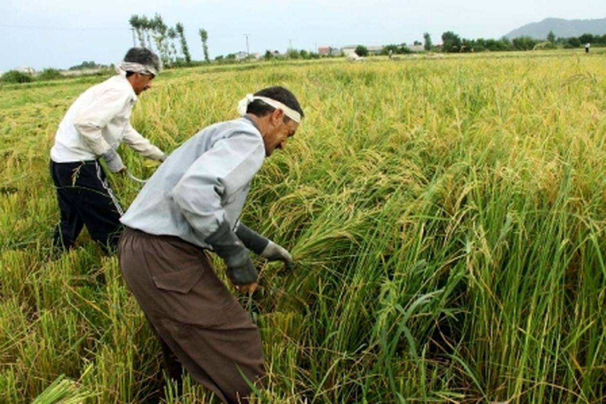 نمایندگان مجلس جلوی واردات بی‌رویه برنج را در فصل برداشت بگیرند