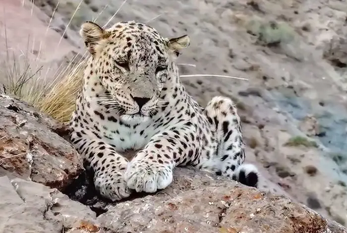 ثبت تصویر بزرگ‌ترین پلنگ دنیا در ارتفاعات سالوک خراسان شمالی + فیلم