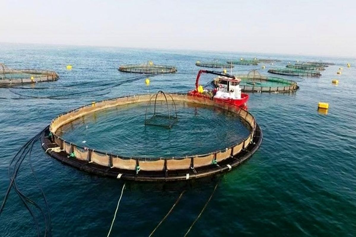 اجرای اولین طرح پایلوت پرورش ماهی در قفس خوزستان در سال جاری 