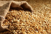 هدفگذاری تولید بیش از 13 میلیون تن گندم در برنامه ششم