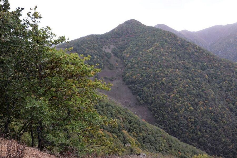 «جنگل دیزمار» ایران در یونسکو ثبت جهانی شد