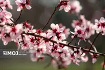 شکوفههایی که در گلمکان بیموقع به ثمر نشستند