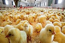استان اصفهان در تولید مرغ و تخم مرغ از مراکز برتر کشور است / افزایش ۱۰ درصدی جوجه ریزی در اصفهان