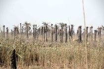 کارشناسان سازمان تحقیقات کشاورزی از نخل‌های بی سر اروندکنار آبادان بازدید کردند