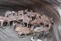 حفاظت از حیات وحش، فرصتی برای اشتغال محلی