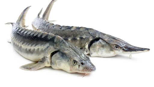 تولید 600 تن ماهی گرمابی و خاویاری در هرمزگان