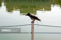 مشهد گرم می‌شود