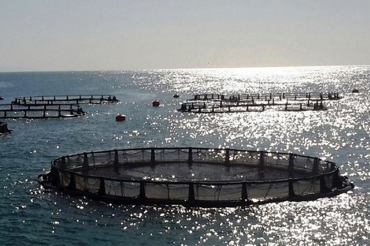 تولید چهار هزار و 500 تن ماهی دریایی در مزارع پرورش ماهی هرمزگان