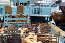 رونق صادرات دام زنده از بندرلنگه به قطر