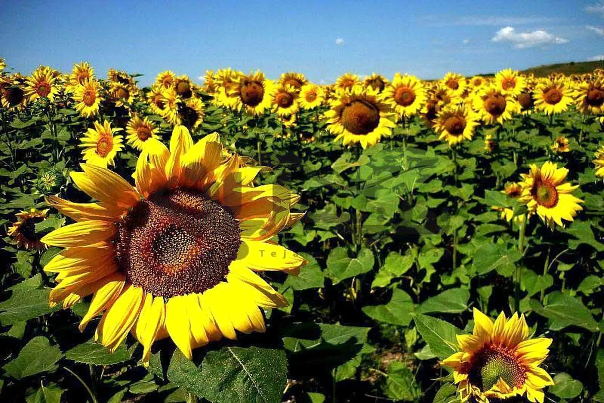 ۷۰ هکتار از اراضی بهشهر زیر کشت آفتابگردان