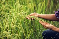 اجرای طرح خشکه کاری برنج در شالیزار‌های آمل