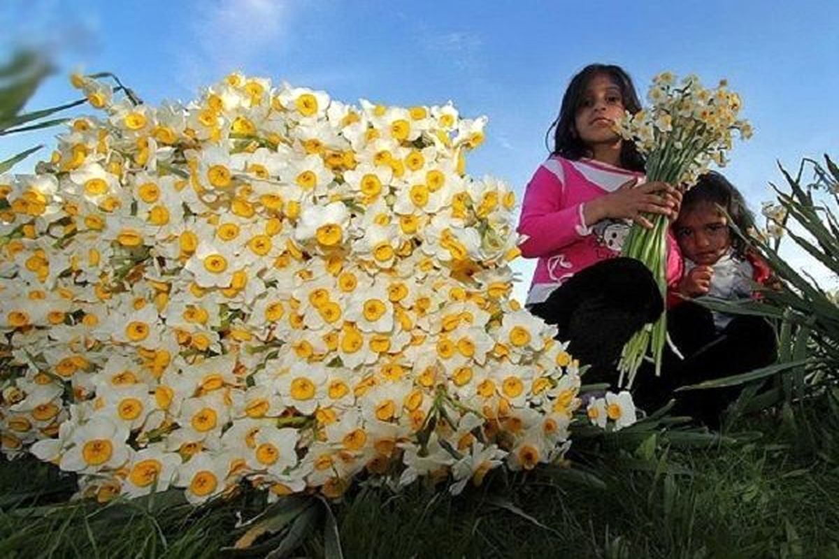 عملیات برداشت گل نرگس در خوزستان آغاز شد