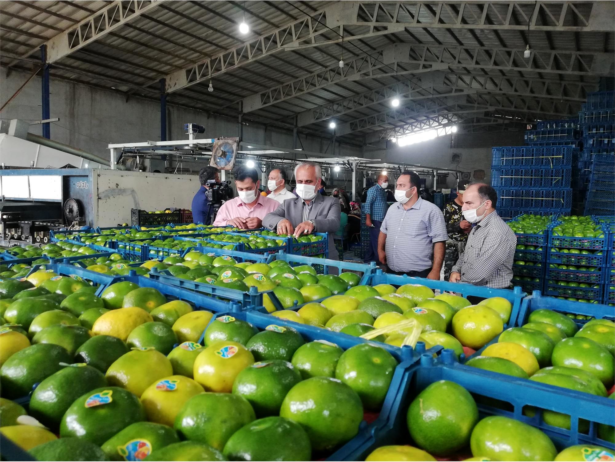 1200 تن نارنگی پیش رس از میاندورود به خارج کشور صادر شد