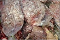 کشف و ضبط ۱۲۳۰ کیلوگرم گوشت غیر بهداشتی در شهر کرمانشاه