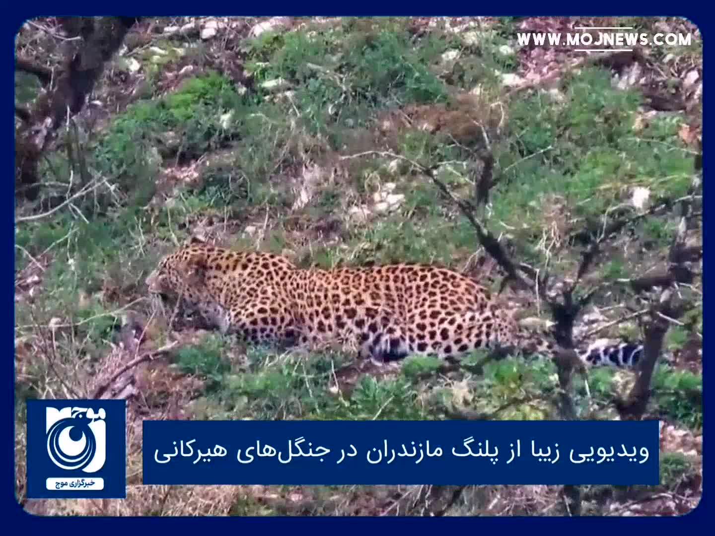 ویدیویی زیبا از پلنگ مازندران در جنگل‌های هیرکانی