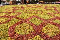 چهارمین جشنواره انگور ارومیه با هدف معرفی ظرفیتهای کشاورزی و صنایع تبدیلی آن برگزار می‌شود.