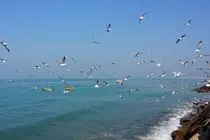 شرایط جوی و دریایی آرام در هرمزگان