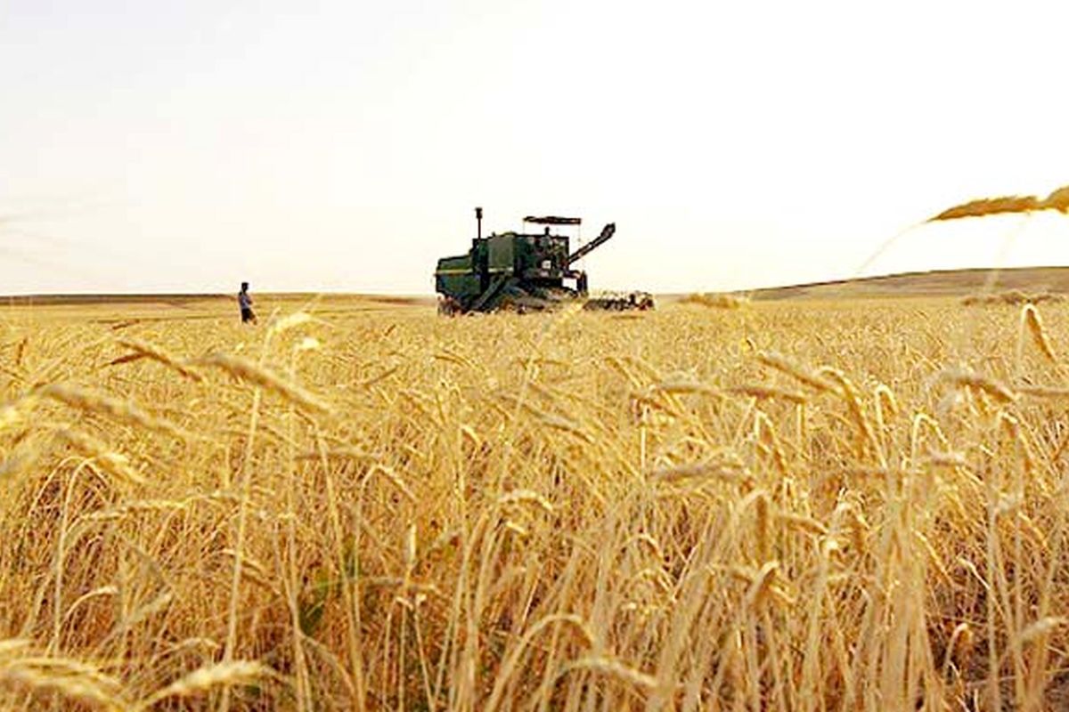 خرید تضمینی گندم در کرمانشاه ۱۰ درصد افزایش یافته است