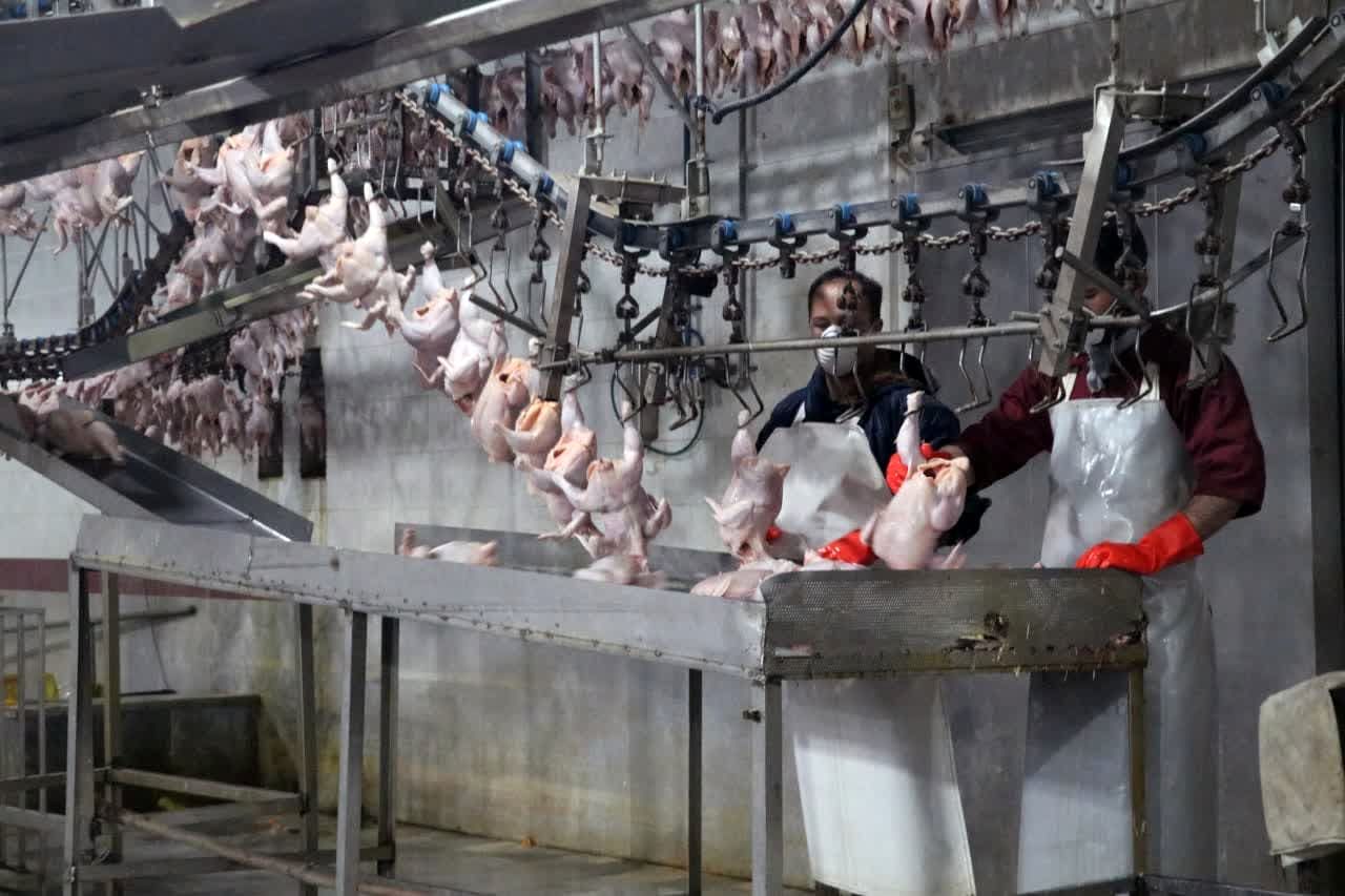 یک میلیون و ۳۶۰ هزار قطعه مرغ در استان قزوین کشتار شده است